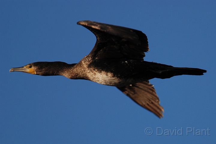 Cormorant in flight - A.jpg - Cormorant flying - Welney